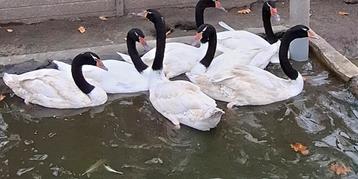 Zwanen zwarthalszwanen  beschikbaar voor biedingen
