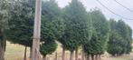 Gratis coniferen brandhout, Ophalen