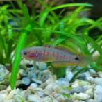 Peacock Gudgeon (pauwoog grondel) vrouw zoekt thuis (lezen), Dieren en Toebehoren, Vissen | Aquariumvissen, Vis, Zoetwatervis