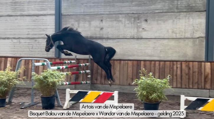 Ruin en merrie 2023 met goede recente keuring, Dieren en Toebehoren, Paarden, Merrie