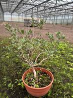 Kleine olijfboompjes en struikjes, Tuin en Terras, Planten | Tuinplanten, Ophalen