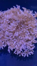 Pulsing xenia eloganta (moederdier), Dieren en Toebehoren, Ophalen, Zo goed als nieuw, Plant(en), Steen of Hout