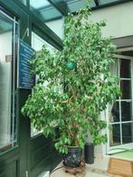 Grande plante verte d'intérieur+ pot+ soucoupe terre cuite, Maison & Meubles, Ficus, En pot, Plante verte, 150 à 200 cm
