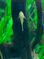 Ancistrus / borstelneus albino, Vis, Zoetwatervis