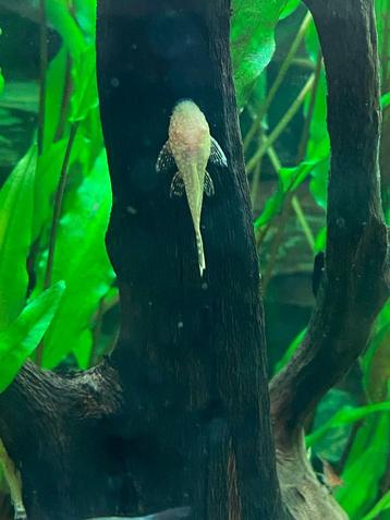 Ancistrus / borstelneus albino beschikbaar voor biedingen