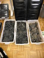 12,8kg Wildgeplukte Groene Droge Seamoss – (St. Lucia), Enlèvement ou Envoi