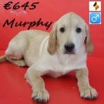 "Murphy & Moose" Blonde Labrador reuen - te koop, België, 15 weken tot 1 jaar, CDV (hondenziekte), Labrador retriever