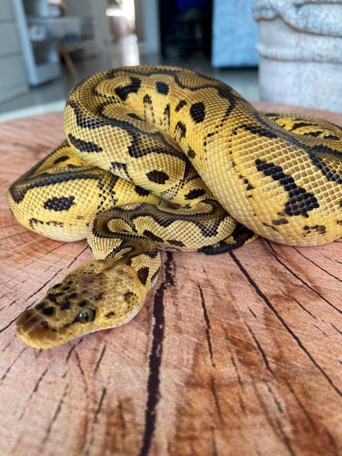 0.1 Pastel Clown het Piebald Python Regius ‘23, Animaux & Accessoires, Reptiles & Amphibiens, Serpent, 0 à 2 ans, Domestique