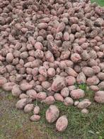 Voederbieten, Zakelijke goederen, Landbouw | Veevoer, Ophalen of Verzenden