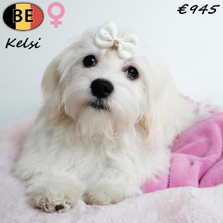 Lieve Havanezer teefjes - Kyra, Kiki, Kaja & Kelsi, Dieren en Toebehoren, Honden | Chihuahua's en Gezelschapshonden, Teef, Overige rassen