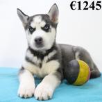 Husky Sibérien - chiots Belges à vendre, Animaux & Accessoires, Commerçant, Autres races, 8 à 15 semaines, Plusieurs