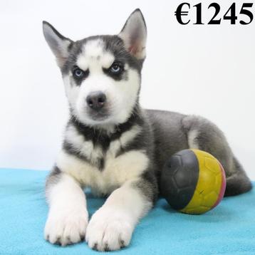 Husky Sibérien - chiots Belges à vendre disponible aux enchères