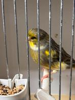 Gloster  mannen 15 euro, Dieren en Toebehoren, Mannelijk