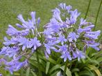 Agapanthus en Agastache, Tuin en Terras, Planten | Tuinplanten, Ophalen of Verzenden, Vaste plant