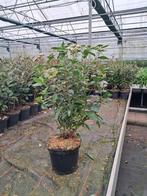 Viburnum tinus, Hagen en sierheesters., Ophalen, Overige soorten