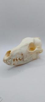 Crâne de coyote cabinet de curiosités, Enlèvement ou Envoi, Crâne