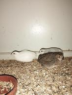 Chinese dwergkwartels, Dieren en Toebehoren, Meerdere dieren