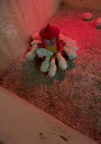 Leghorn kuikens, Dieren en Toebehoren, Pluimvee