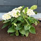 Witte boerenhortensia (hydrangea macrophylla), Tuin en Terras, Planten | Tuinplanten, Ophalen, Winter