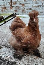 Zijdehoen kippen/hanen