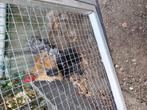 Gratis krulveersierhaan, Dieren en Toebehoren, Ophalen, Zo goed als nieuw