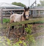 ZEER UNIEK en mega gaaf valkbonte D jaarling! INRUIL?, Dieren en Toebehoren, Pony's, Gechipt, Springpony, 0 tot 2 jaar, Hengst