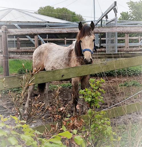 ZEER UNIEK en mega gaaf valkbonte D jaarling! INRUIL?, Dieren en Toebehoren, Pony's, Hengst, Onbeleerd, D pony (1.37m tot 1.48m)