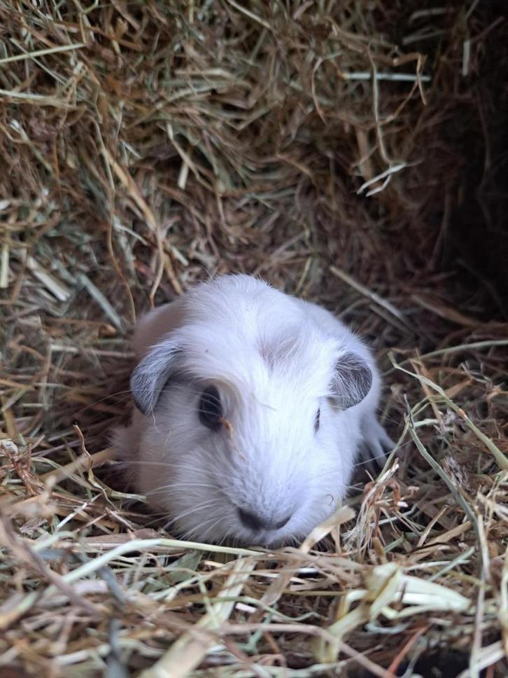 Engels gekruind - Wit California - Zeugje, Dieren en Toebehoren, Knaagdieren, Vrouwelijk, Cavia, September, Tam