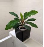 Euphorbia leuconeura-de Madagascar Jewel, Huis en Inrichting, Kamerplanten, Ophalen, Vetplant