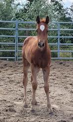 American Quarter horse, Dieren en Toebehoren, Paarden, Minder dan 160 cm, Gechipt, 0 tot 2 jaar, Hengst