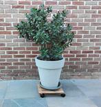 Mooie grote vetplant Crassula ovata, Ophalen