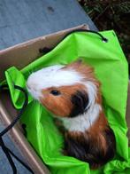 jonge langharige en krulharige cavia's, Dieren en Toebehoren, Oktober, Cavia
