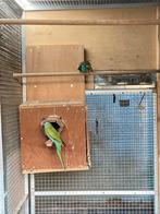 Hooded parkieten  ( Gereserveerd ), Dieren en Toebehoren, Meerdere dieren, Parkiet, Geringd