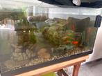 2 aquariums, Dieren en Toebehoren, Ophalen