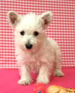 Des chiots Westie super sympas !, 15 semaines à 1 an, Étranger, Hépatite contagieuse (maladie de Rubarth), Éleveur | Professionnel