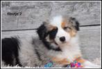 Blue Merle Border Collie pup, Dieren en Toebehoren, Honden | Herdershonden en Veedrijvers, CDV (hondenziekte), Meerdere, 8 tot 15 weken