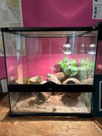 Terrarium 45x45x45, Dieren en Toebehoren, Reptielen en Amfibieën | Toebehoren, Ophalen