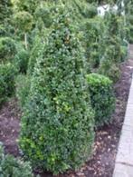 buxus pyramiden bolletjes en vele andere mooie gezonde buxus, Jardin & Terrasse, Plantes | Arbustes & Haies, Moins de 100 cm, Enlèvement