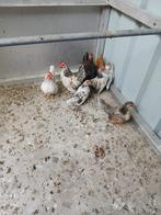 serama, Dieren en Toebehoren, Pluimvee