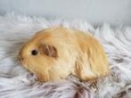 Cavia beertje, Dieren en Toebehoren, Knaagdieren, Juli, Cavia