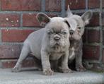 Lilac Frans Bulldog teefje, 8 weekjes, Dieren en Toebehoren, België, Fokker | Hobbymatig, CDV (hondenziekte), 8 tot 15 weken