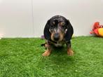 Chiots Teckels nains, Poils courts, Parvovirose, Plusieurs, Nain