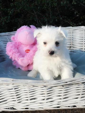 Hier geboren lieve Westie pupjes beschikbaar voor biedingen