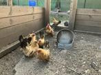 toompje Kortpotige bruine Chabo kippen, Dieren en Toebehoren