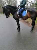 Te koop pre hengst., Dieren en Toebehoren, Paarden, Niet van toepassing, Hengst, Gechipt, 160 tot 165 cm