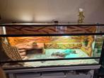 Baardagaam vrouwtje met terrarium en onderkast., Dieren en Toebehoren, Reptielen en Amfibieën | Toebehoren, Ophalen, Zo goed als nieuw