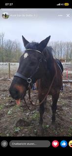 braven ruin, Dieren en Toebehoren, Paarden, Minder dan 160 cm, Met stamboom, Ruin, Zadelmak