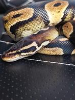 Python regius - blackhead pastel 100% DG/Ghost, Dieren en Toebehoren, Reptielen en Amfibieën, Slang, 3 tot 6 jaar