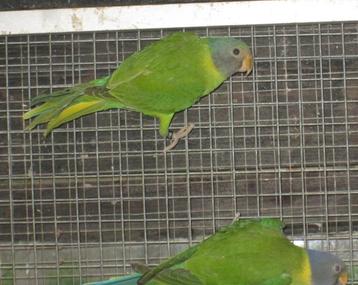 wildkleur pruimkop parkieten beschikbaar voor biedingen