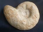 Fossiele inktvis - ammoniet uit Frankrijk - aparte vorm, Verzamelen, Ophalen of Verzenden, Fossiel